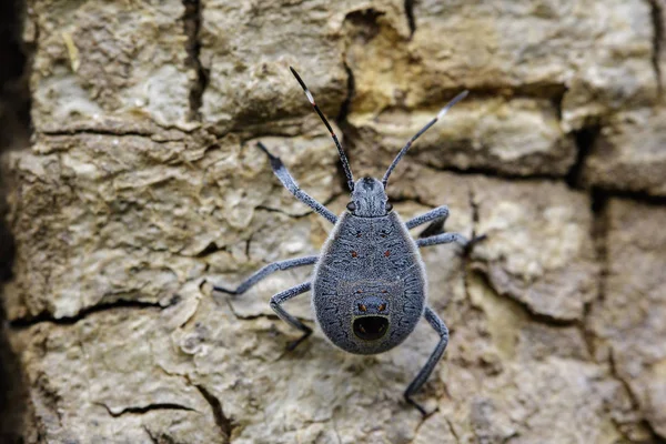 Image of Hemiptera bug on tree. Insect. Animal. — Stock Photo, Image