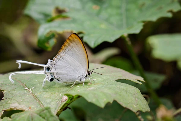 Imagen de Mariposa Imperial Común (Cheritra freja evansi) en gr —  Fotos de Stock