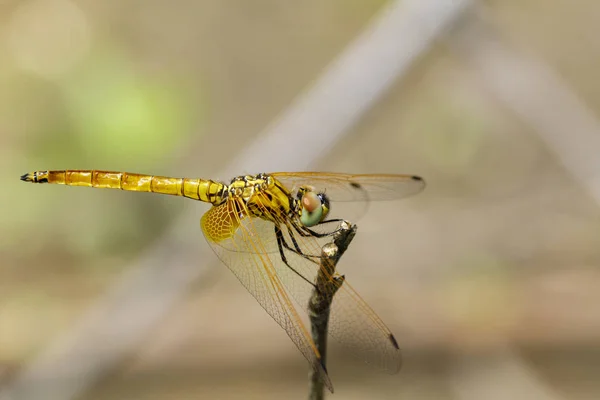 Obrázek crimson dropwing vážek (samice) / aurora Trithemis na — Stock fotografie