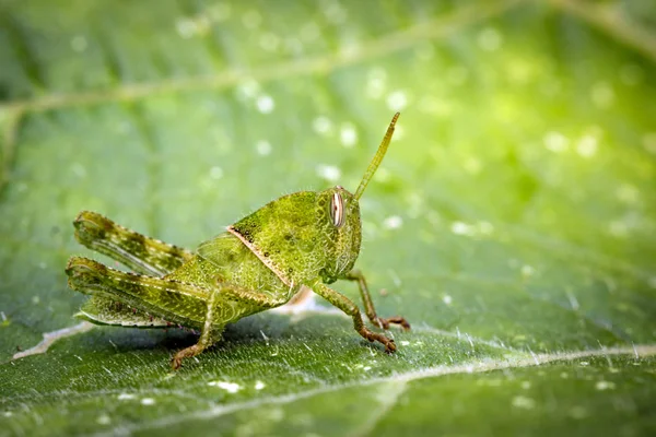 Image de Petite sauterelle verte sur une feuille verte. Insecte. Anima — Photo