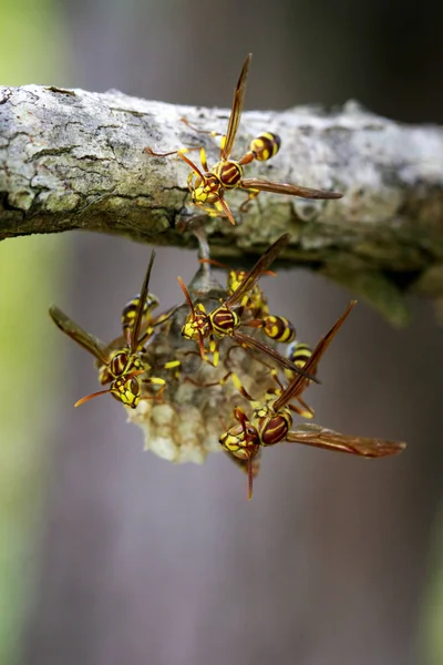 Gambar tawon Apache (Polistes apachus) dan sarang tawon di natu — Stok Foto