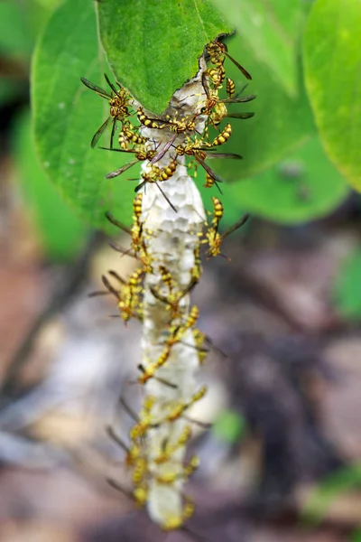 Apache 黄蜂 (马蜂 apachus) 和黄蜂巢上自然的形象 — 图库照片