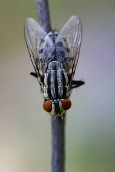 Изображение мух (Diptera) на коричневой ветке. Насекомое. Животное — стоковое фото