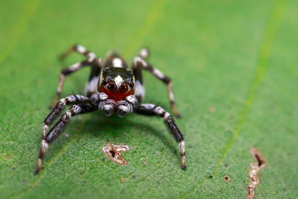 G1 - Macaco-aranha-de-cara-vermelha - notícias em Fauna