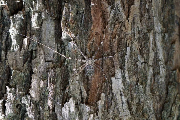 Imagen de Araña de dos colas (Hersilia sp.) apareamiento en el árbol. Insectos . — Foto de Stock