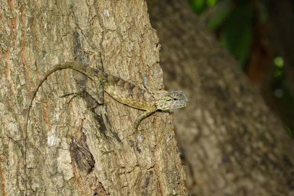 Ağaç üzerinde kahverengi bukalemun görüntüsü. Sürüngen. Hayvan.