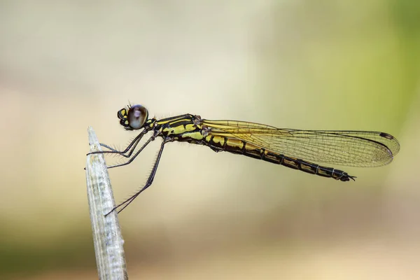 Afbeelding van Libellago witje witje dragonfly (Rhinocypha fenestr — Stockfoto