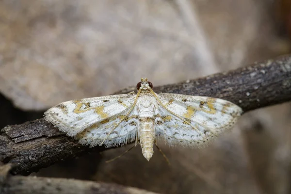 Εικόνα butterfly(Moth) λευκό πάνω σε κλαδί. Εντόμων. Ζώο. — Φωτογραφία Αρχείου