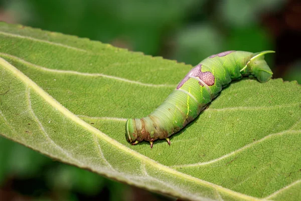 Bild einer grünen Raupe auf grünen Blättern. Insekt. Tier — Stockfoto