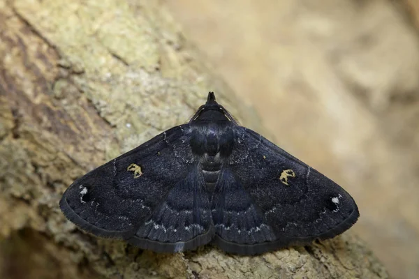 Imagem de borboleta preta (traça) na árvore. Inseto. Animais . — Fotografia de Stock