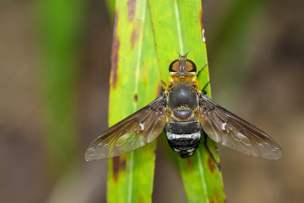 Imagem de mosca de abelha em uma folha verde. Inseto. Animais . — Fotografia de Stock