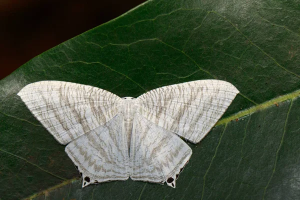 Изображение точечной бабочки (Micronia aculeata) на зеленом — стоковое фото