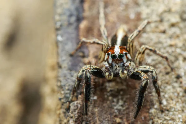 Obrázek skákavkovitých (rody Plexippus paykulli) na přírodní zázemí — Stock fotografie