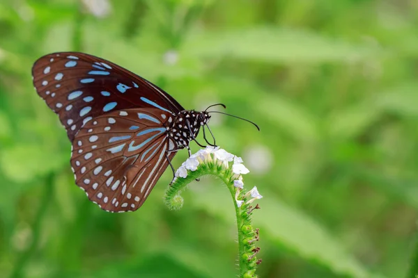 Imagem de uma borboleta (The Pale Blue Tiger) no fundo da natureza . — Fotografia de Stock