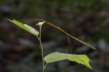 Image of a siam giant stick insect on nature background. Insect  clipart