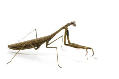 Görüntü Praying Mantis (Stagmomantis carolina) üzerinde beyaz backgro