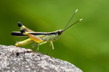 Şeker kamışı beyaz uçlu keçiboynuzu (Ceracris fasciata) üzerinde görüntüsünü bir 