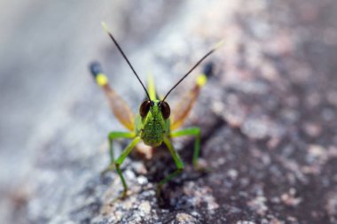 Şeker kamışı beyaz uçlu keçiboynuzu (Ceracris fasciata) üzerinde görüntüsünü bir 