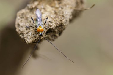 Bir suikastçı böcek doğa arka plan görüntüsü. Böcek. Hayvan