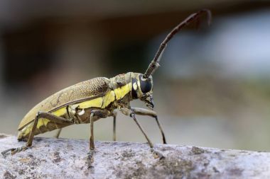 Benekli Mango Borer(Batocera numitor) bir ahşap üzerinde görüntü. Pancar