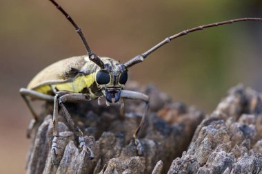 Mango Borer(Batocera numitor) lekeli görüntü üzerinde bir güdük. Böceği