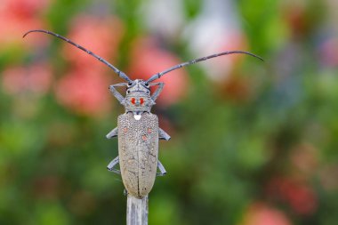 Mango Borer(Batocera numitor) lekeli görüntü üzerinde bir ağaç dalı.