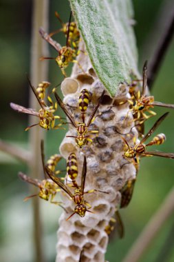 Bir Apache Wasp (Polistes apachus) ve eşekarısı yuvası natu üzerinde görüntü