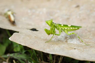 Görüntü kahverengi çiçek mantis (Creobroter gemmatus) yemek locust 