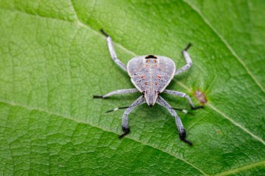 Hemiptera hatanın yeşil yaprakları üzerinde görüntü. Böcek. Hayvan