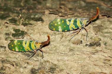 Image of two fulgorid bug or lanternfly (Pyrops oculata) on tree clipart