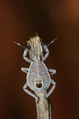 Hemiptera hata kahverengi dal görüntüsü. Böcek. Hayvan