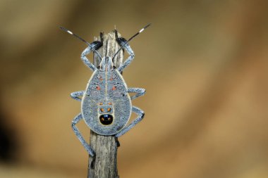 Hemiptera hata kahverengi dal görüntüsü. Böcek. Hayvan
