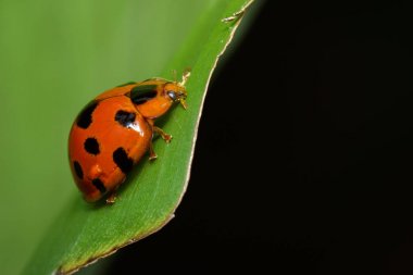 Değişken Bayan Beetle(Coelophora inaequalis) görüntü üzerinde yeşil le
