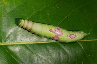 Yeşil tırtıl yeşil yaprakları üzerinde görüntü. Böcek. Hayvan