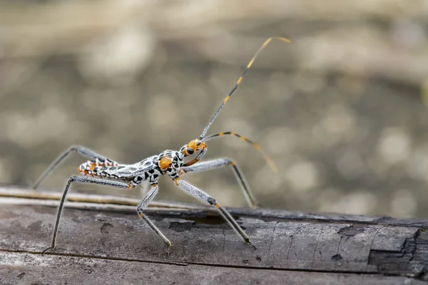 Imagen de un insecto asesino en madera seca. Insecto. Animales. — Foto de Stock