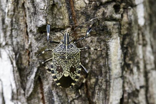 Billede af stank bug (Erthesina fullo) på træ. Insekt. Dyreart - Stock-foto