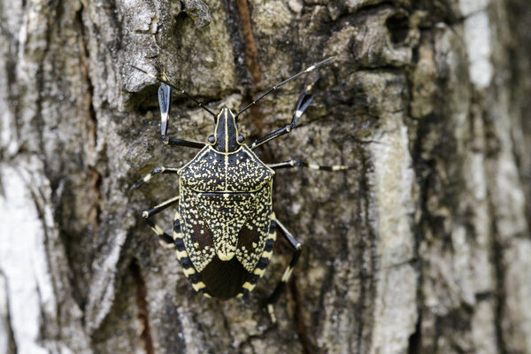 Image of stink bug (Erthesina fullo) on tree. Insect. Animal
