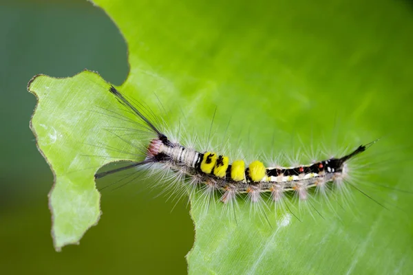 Afbeelding van worm op een groen blad, een reptiel, dat is gebruikelijk in natur — Stockfoto