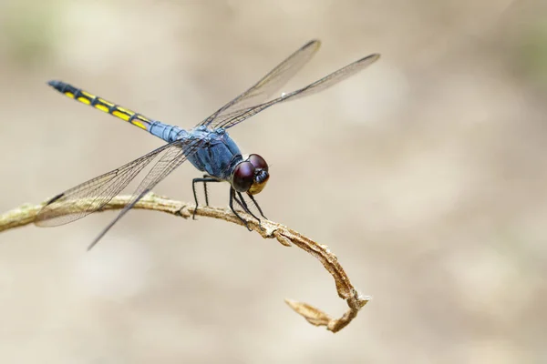 Afbeelding van blauwe Chaser dragonfly (Potamarcha congner) op een tak-o — Stockfoto
