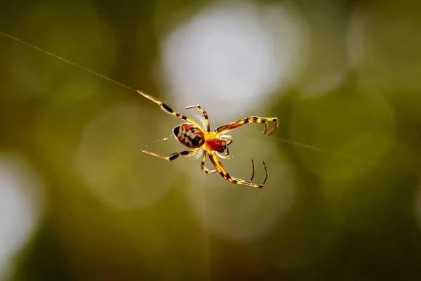 Pear-shaped Opadometa fastigata P2090844, This spider has t…