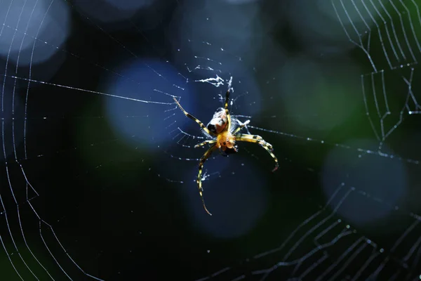 Image of an opadometa fastigata spiders(Pear-Shaped Leucauge) on — Stock Photo, Image