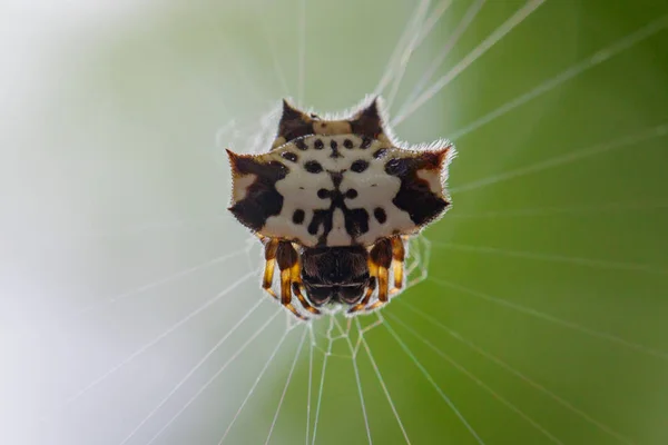 Beeld van zwart-wit Sspiny Spider(gasteracantha kuhlii) op — Stockfoto