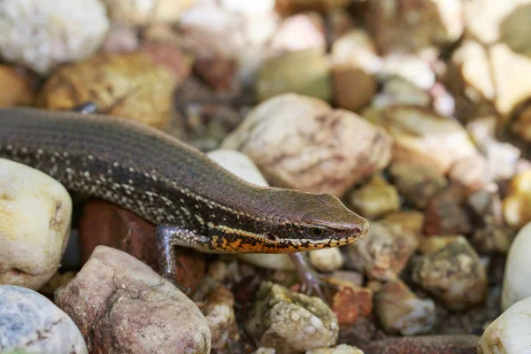 Bild eines Gartenskink (scincidae) auf dem Felsen. Reptil. — Stockfoto