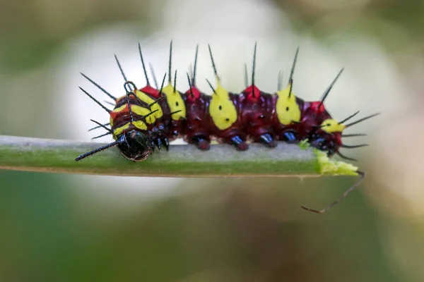 Bilden av en Caterpillar leopard lacewing (Cethosis sibilans euanthes) — Stockfoto