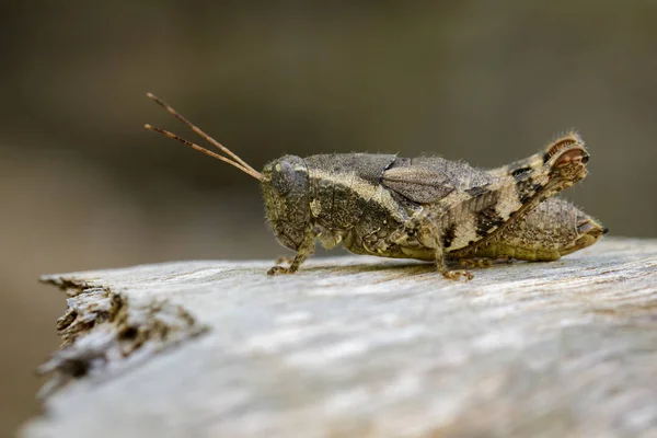 Image of a Brown grasshopper (Acrididae) on natural background. — Stock Photo, Image