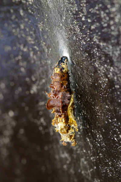 Εικόνα του μια χρυσαλλίδα πεταλούδα στον τοίχο. Εντόμων. Ζώο — Φωτογραφία Αρχείου