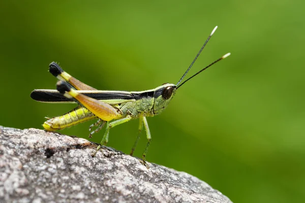 Bilden av sockerrör vitspets locust (Ceracris fasciata) på en — Stockfoto