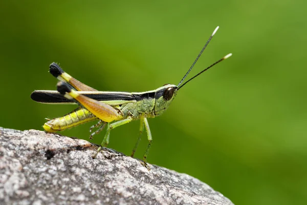 上の先端は白いイナゴ サトウキビ (Ceracris 性) のイメージ、 — ストック写真