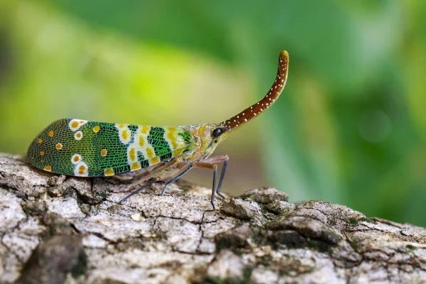 Fulgorid hata ya da lanternfly (Pyrops oculata) doğa b görüntü