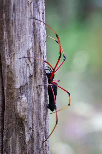 Bild der schwarzen Spinne (nephila kuhlii) auf einem Baum. Insektenschutz — Stockfoto